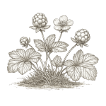 MAGL Icon Cloudberry